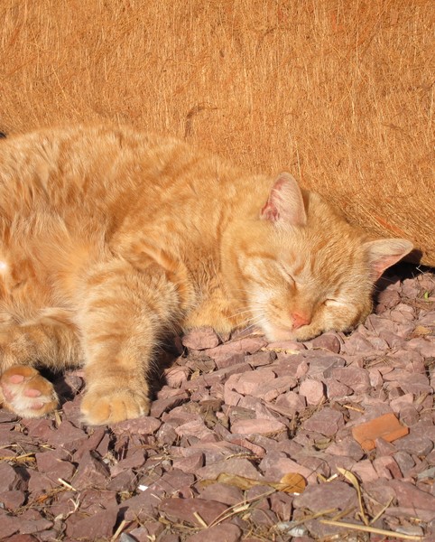 Penny En Repose