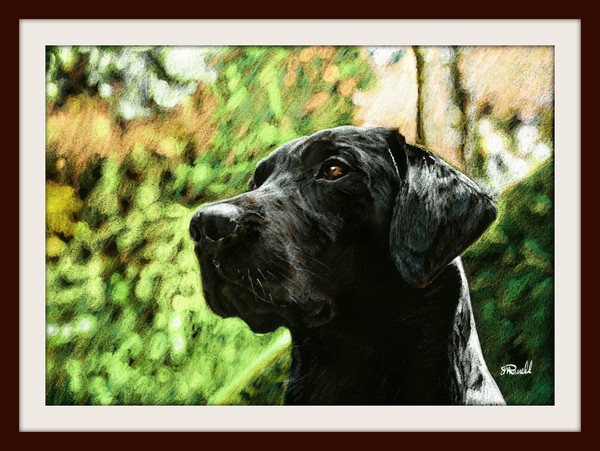 The Thinker - Black Labrador Drawing