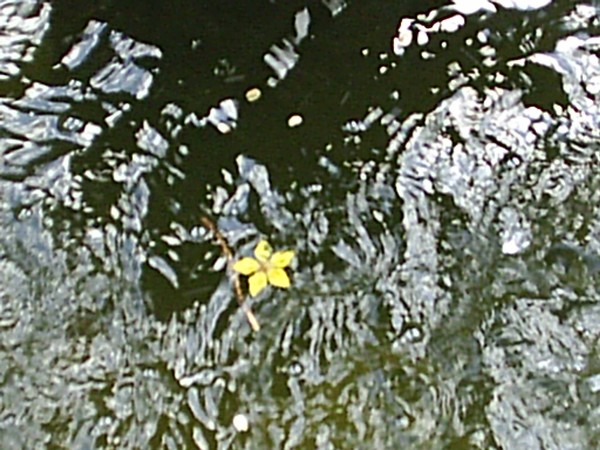 waterflower