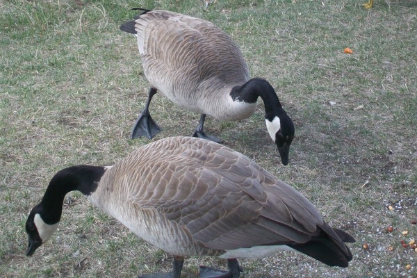 geese
