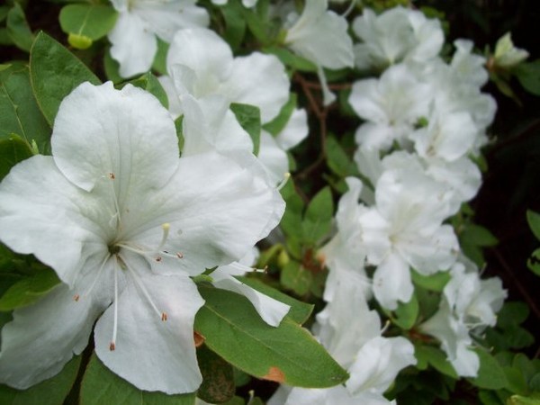 Azalea