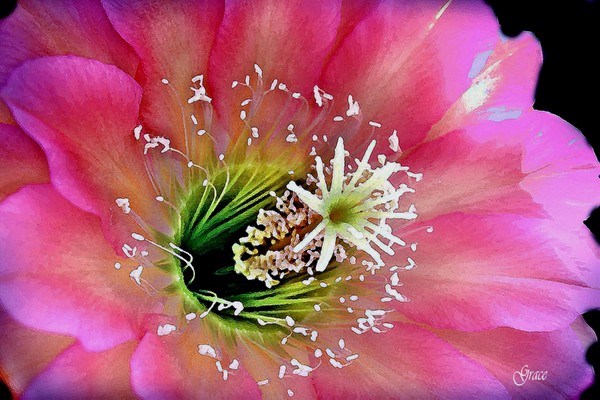 Stroke of Pink