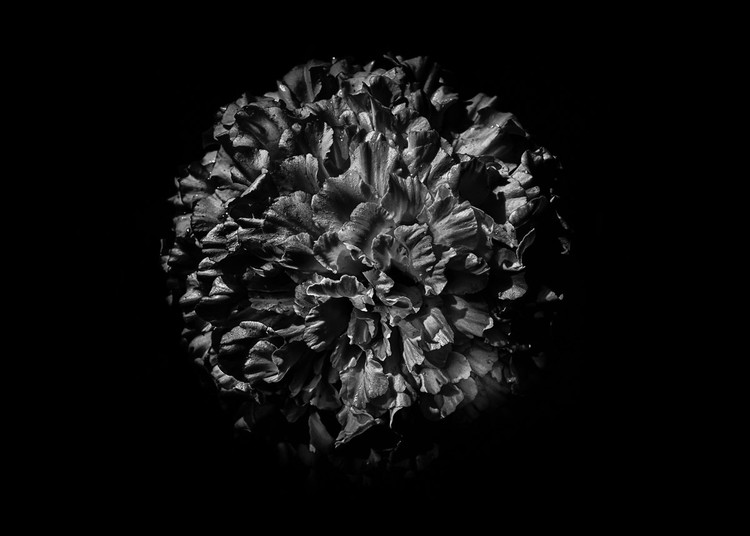 Backyard Flowers In Black And White 61