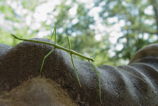 Walking stick...
