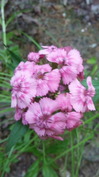 SWEET FLOWERS