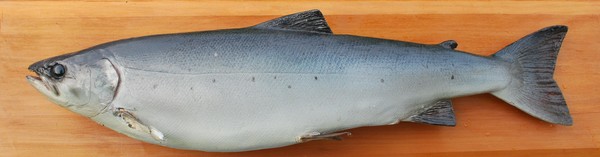 moy salmon
