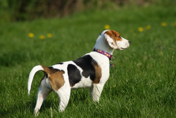 proud to be a beagle 