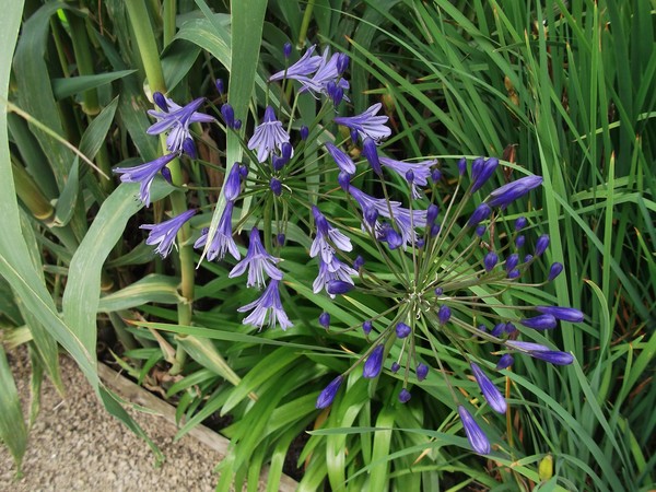 Flowers 4