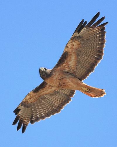 Soaring Hawk