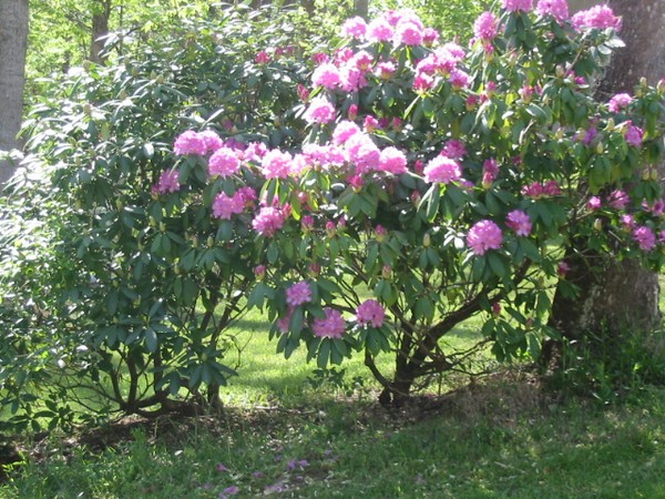 Spring Flowers