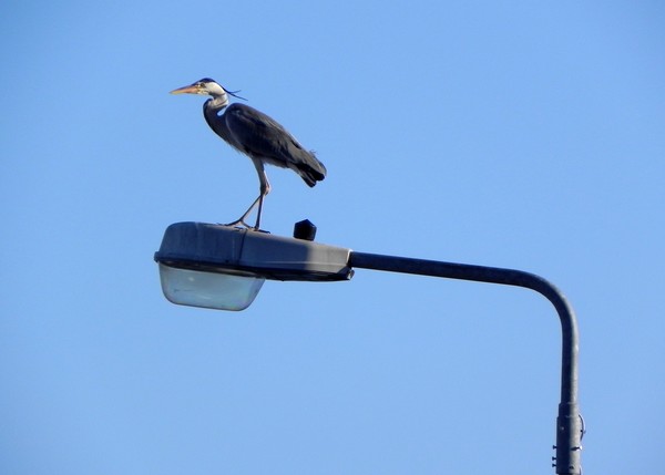 Cobh Heron