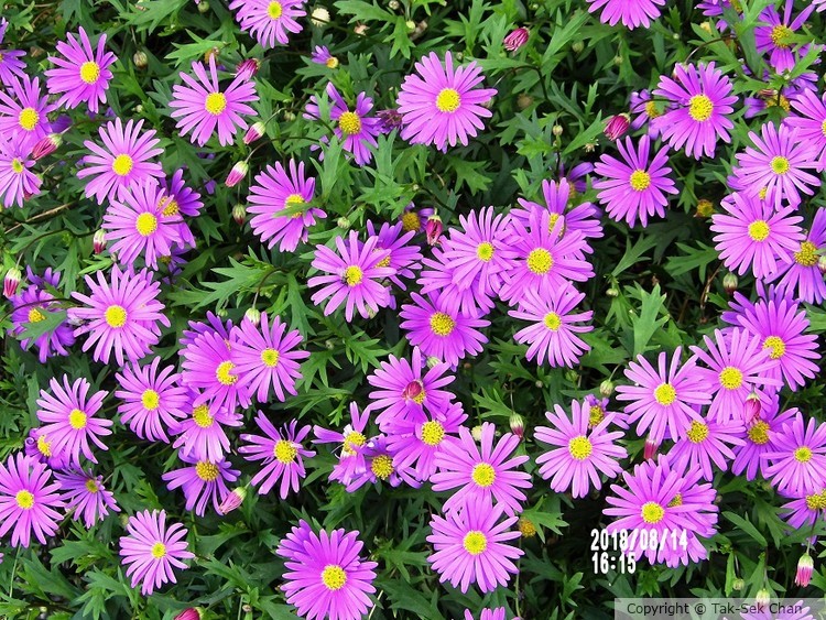 Brachyscome 'Brasco Violet', Norway
