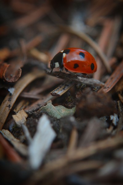 Lady Bug Picnic