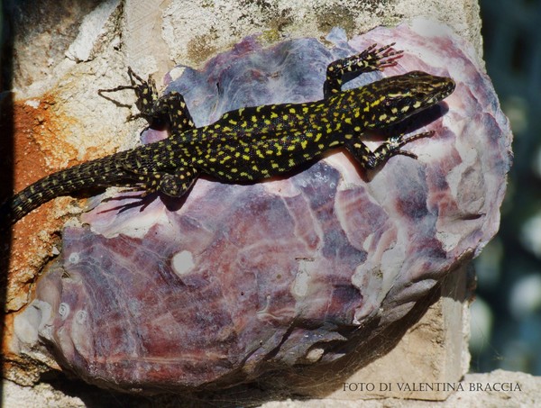 lizard on oyster shell