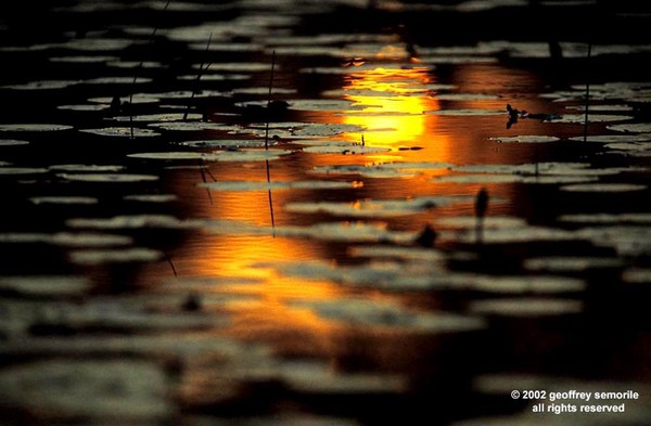 ON GOLDEN POND