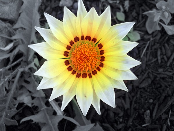 Shine on pretty, bright flower
