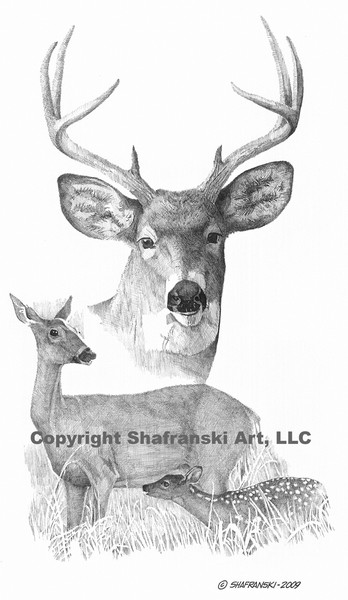 Deer Family