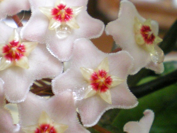 honey flower