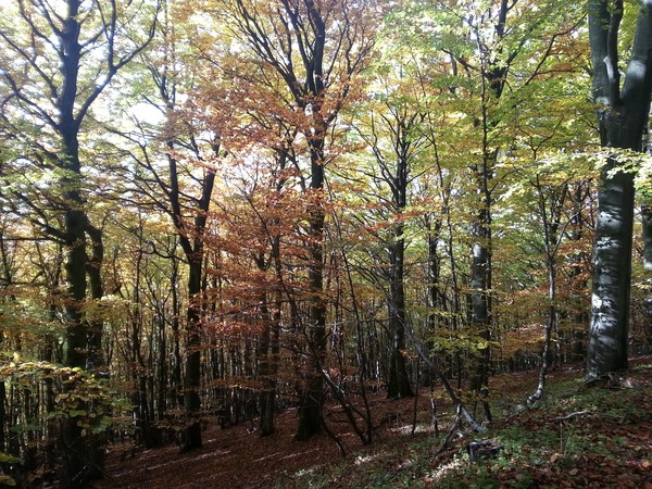 Eifel 03