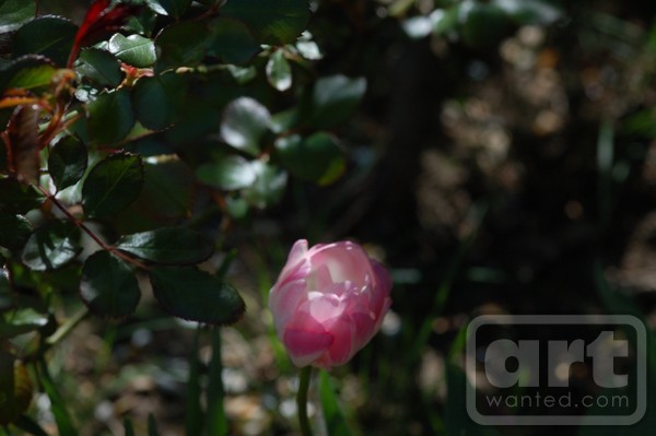 Morning Tulip