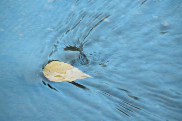 Autumn Floater