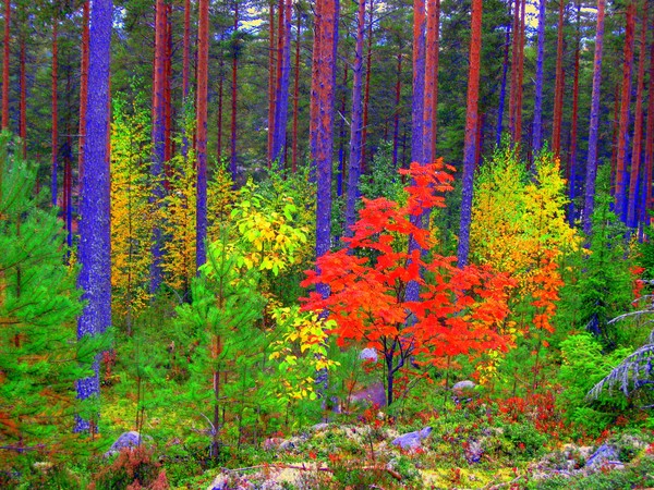 Fall colors