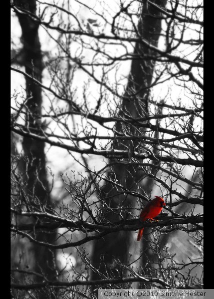 Little Red Bird