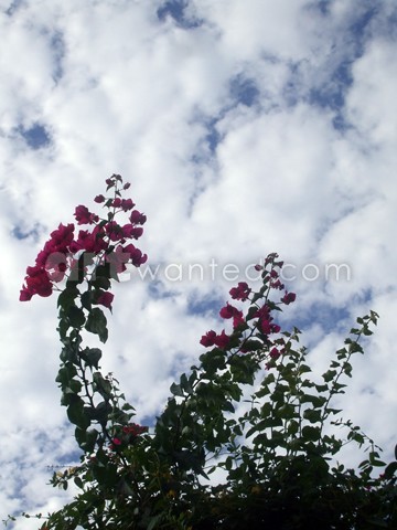 Clouds with flowers 