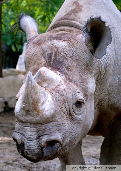 Rhino