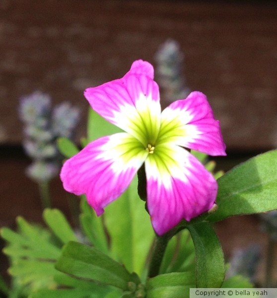 tiny pink flower