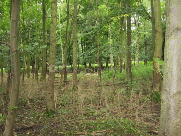 Woodland