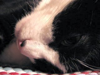 Trying to Sleep
