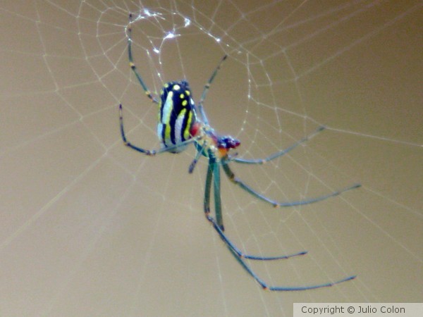 Little Spider