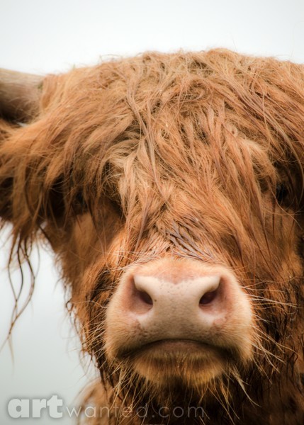 Bad hair day