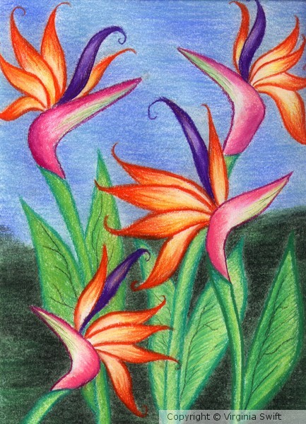 Birds of Paradise