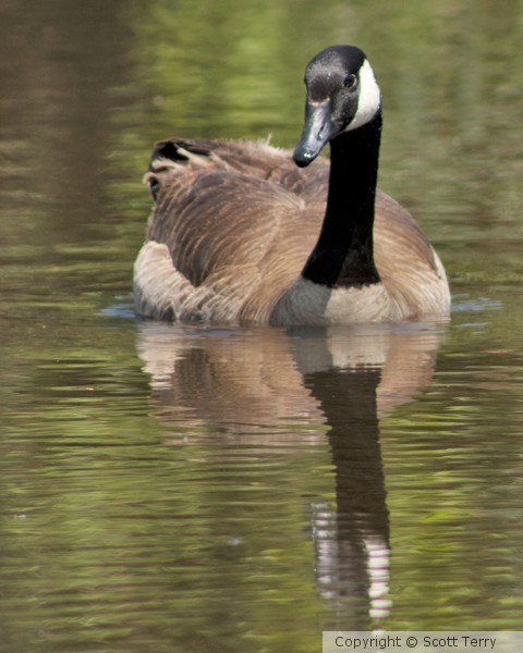 Reflecting Goose