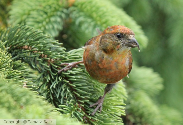 Crossbill