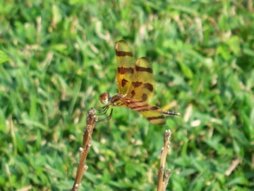 Magical Dragonfly