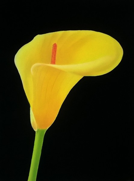 Calla Lily