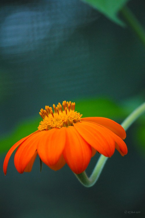 Orange Flower in Summer
