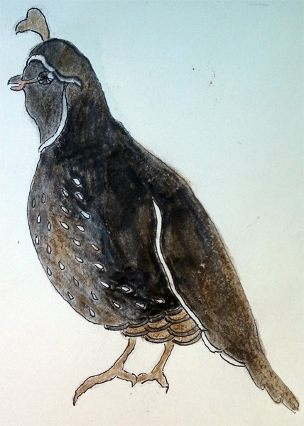 Quail Drawing