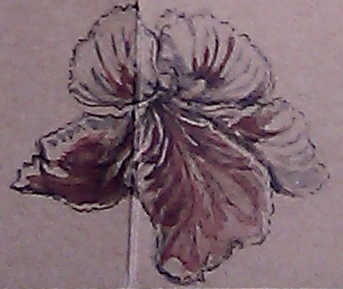 Red and White Geranium Watercolor