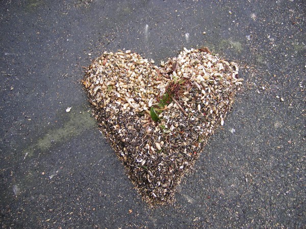 seeds of a heart