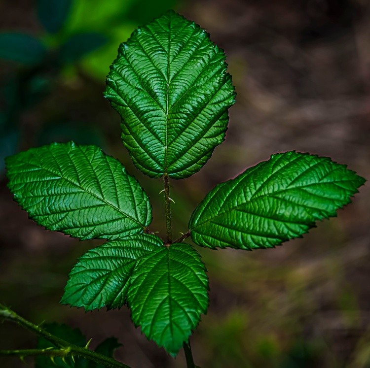 Spring Leaf - April 25  2026