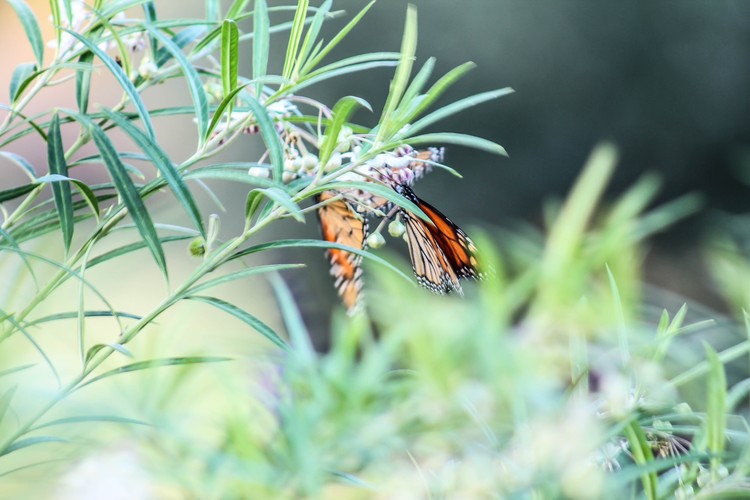 BUTTERFLY