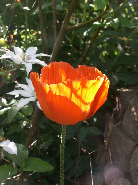 Poppy and Clematis 