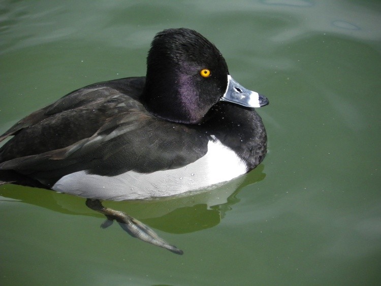Sunset Park Duck