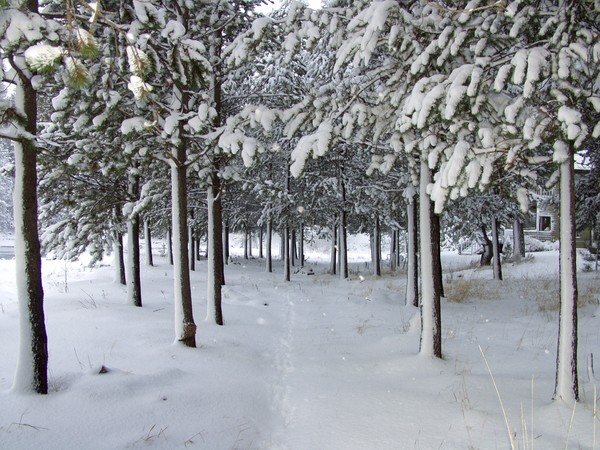 Inviting Trees