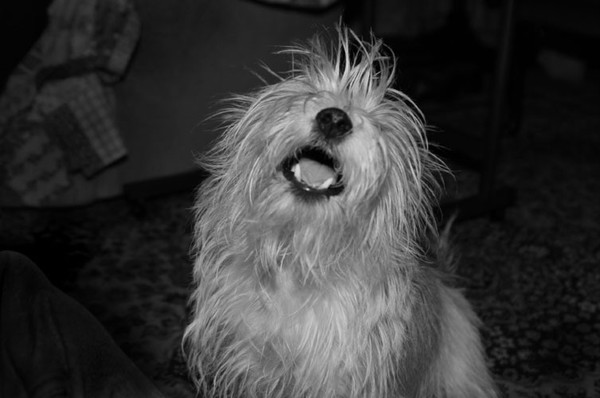 Scamp to dog
