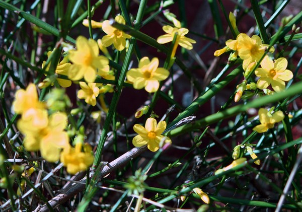 Flower heads on weeds?